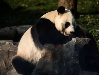 Панда роди близнаци в  токийски зоопарк (СНИМКА)