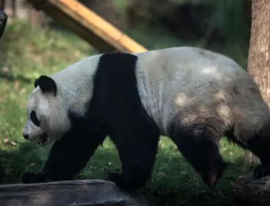 Панда бяга от изолация, разхожда се из зоопарк 