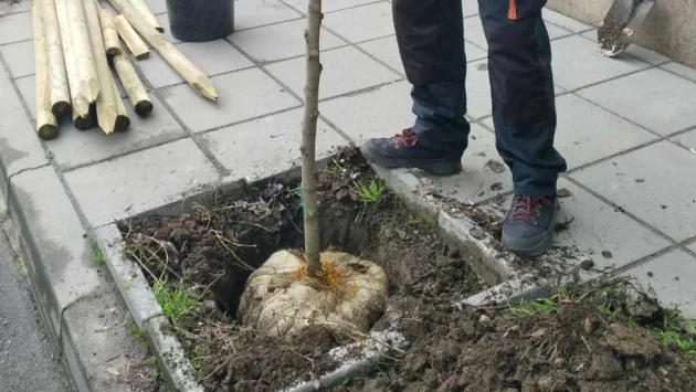 Засадиха първите дървета по столичните булеварди