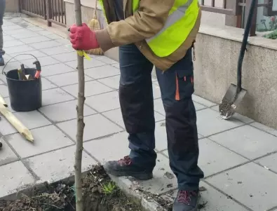 Над 2000 дървета ще бъдат засадени в София в близките дни