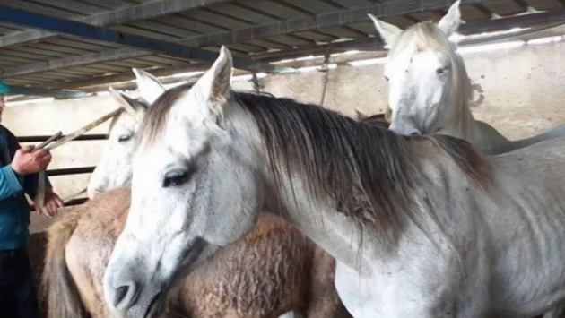 Спасиха расови коне, откраднати и продадени за колбаси