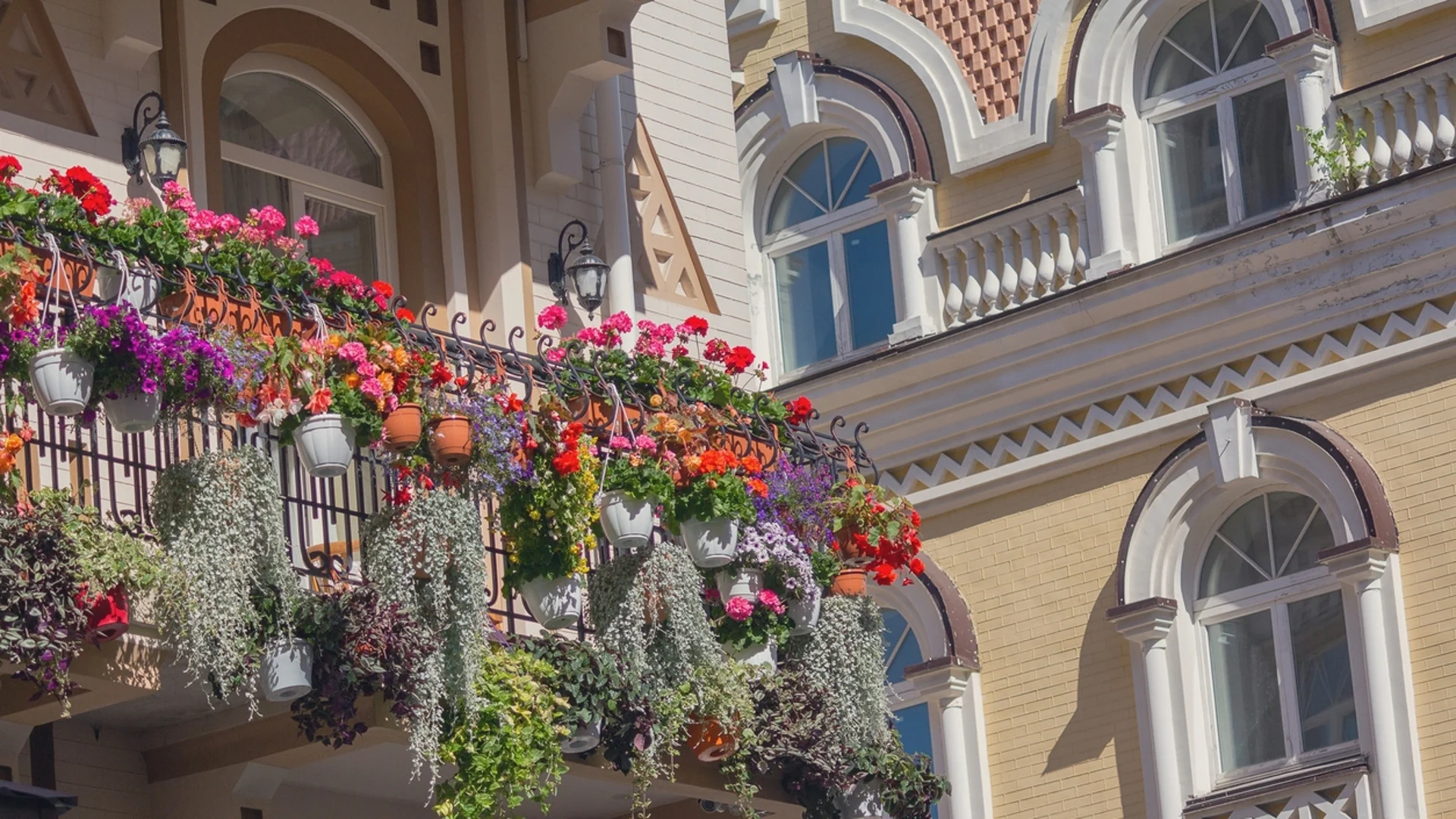 Цветя на балкона: Ето как да засилите цъфтежа им