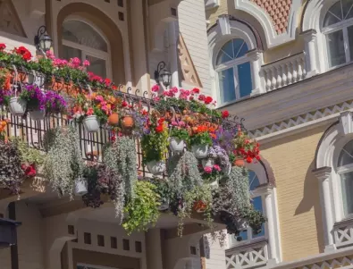 Цветя на балкона: Ето как да засилите цъфтежа им