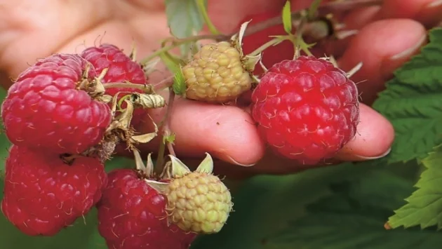 Ягоди и малини от малки български производители стигат до потребителя чрез Lidl