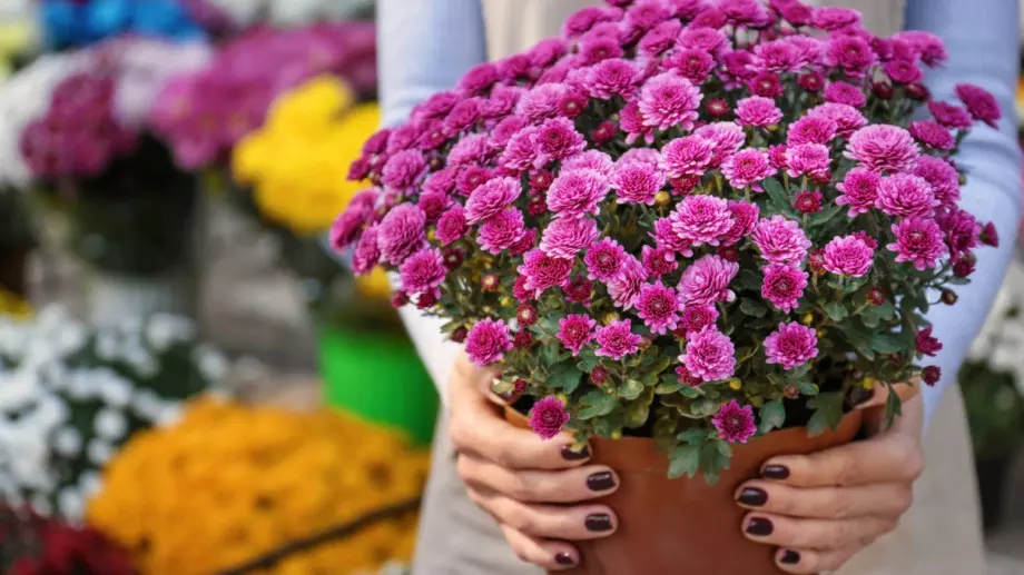 Цветята, които пречистват ТЕЗИ токсини от въздуха 