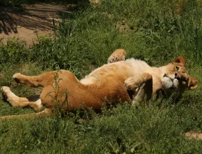 Лъвовете в зоопарка в Барселона преболедували COVID-19 