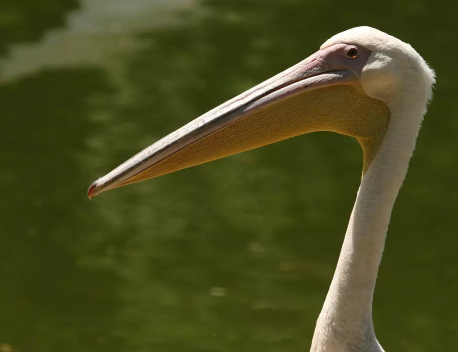 Рекорден размножителен сезон за къдроглавите пеликани в Природен парк "Персина"