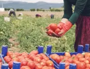 От 3 април земеделците могат да кандидатстват за помощ заради войната в Украйна 