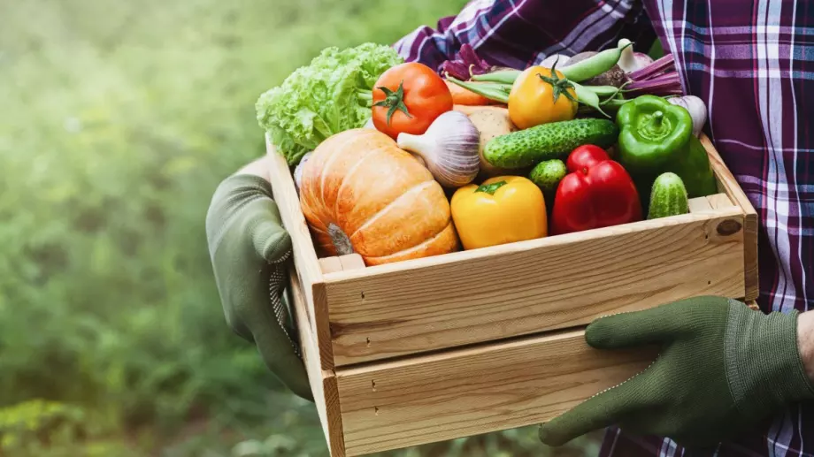 TOП 5 - Най-лесните зеленчуци за отглеждане в домашната градина 