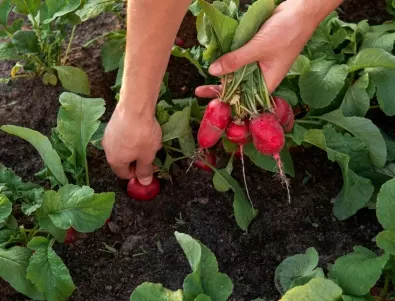 Градинарски трикове за отглеждане на големи репички в градината