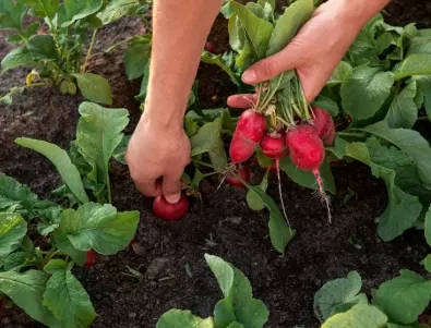 Градина през ЮНИ: Градинарите съветват какво да засадите