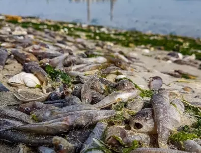 20 тона мъртва риба е извадена досега от язовир 