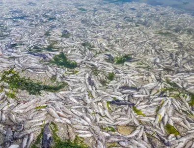 Рибата във Варненското езеро измряла заради повишено съдържание на амониев азот 