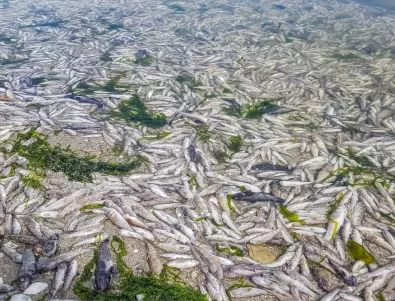 Тонове мъртва риба изплуваха на плаж в Япония (ВИДЕО)