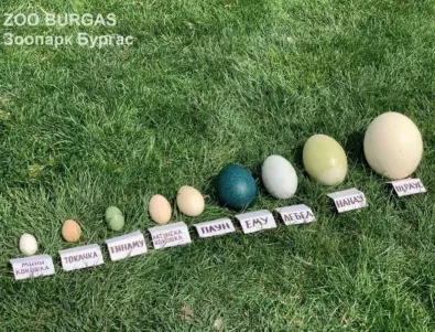 Най-интересните яйца показаха в зоопарк Бургас