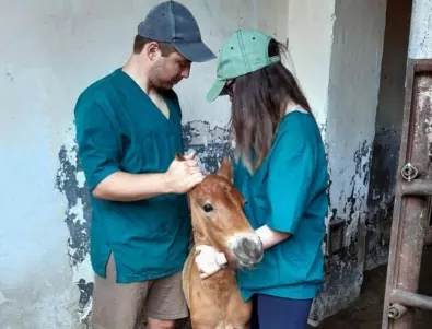 Студенти по ветеринарна медицина помагат на „дивите“ коне (СНИМКИ) 