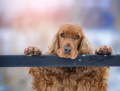 Истински кучета пеят в симфония в Дания (ВИДЕО)