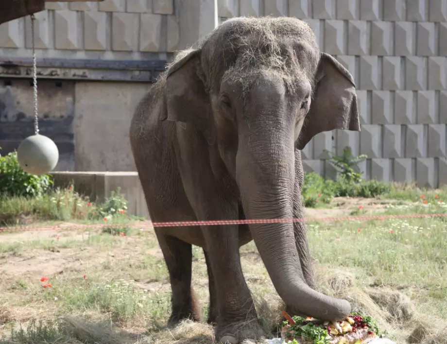 Тъжно: Почина Артайда - единственият слон в Софийския зоопарк
