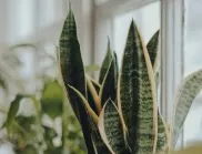Ето как да засадите Змийско растение у дома и какви грижи изисква