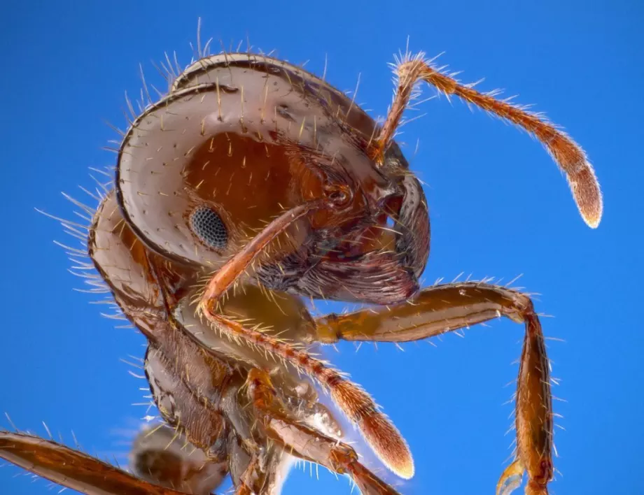 Доказани народни средства, с които ще изгоните мравките от дома си