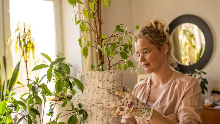 Лунният календар на стайните растения за юли