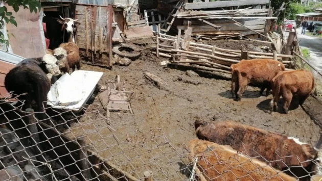 Фермер от Триград спаси 14 говеда от гладна смърт