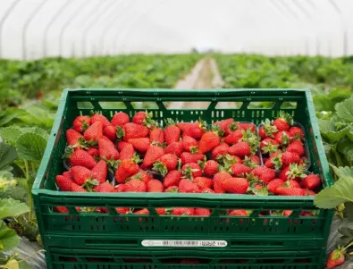 За месец и половина Kaufland България предложи близо 47 хиляди килограма ягоди от български производители