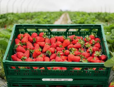 Това е най-сигурният начин за РЕКОРДНА реколта от ягоди 