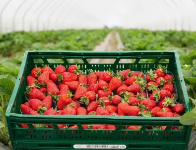 Грешка с времето за пресаждане на ягодите съсипва реколтата