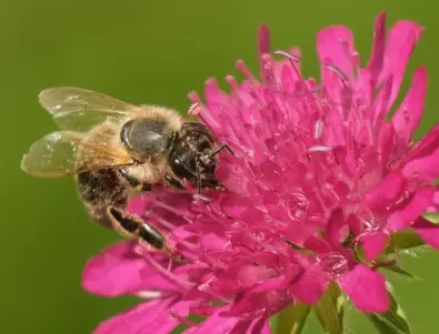 Какво се случва, когато пчелите вземат прашец от цветята?