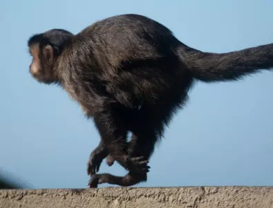Маймуните в Бали изглежда прекаляват с кражбите (ВИДЕО)