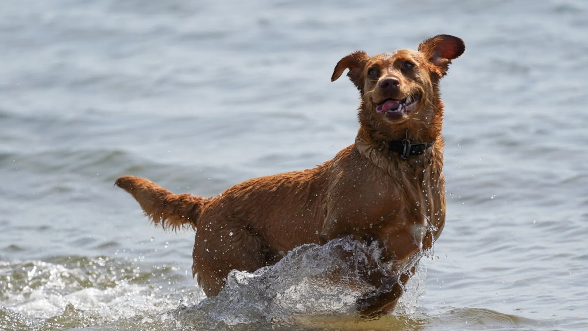 Не може да е по-нелепо: Индиец се удави, за да спаси куче, което може да плува