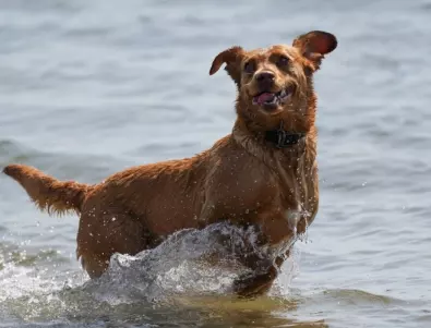 Не може да е по-нелепо: Индиец се удави, за да спаси куче, което може да плува