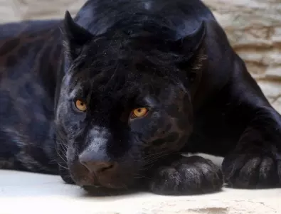 Плюшена черна пантера изкара акъла на френската полиция 