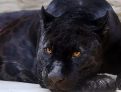 Италия: Заради черна пантера забраниха дейностите на открито около Бари