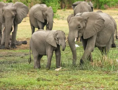 Слонове масово продължават да умират в Ботсвана - има ли биологична заплаха?