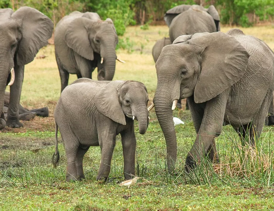 Антракс уби 11 слона в Зимбабве 