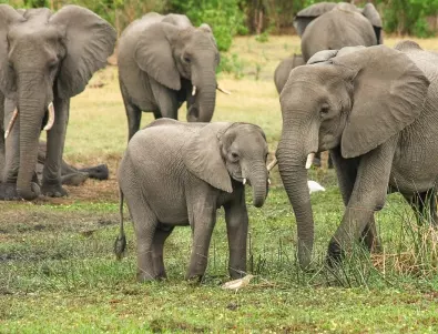Продават 170 слона, застрашени от бавна смърт