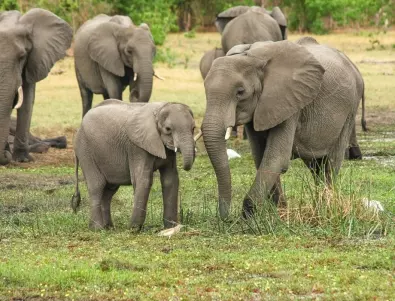 Мълния отне живота на 18 индийски слона 