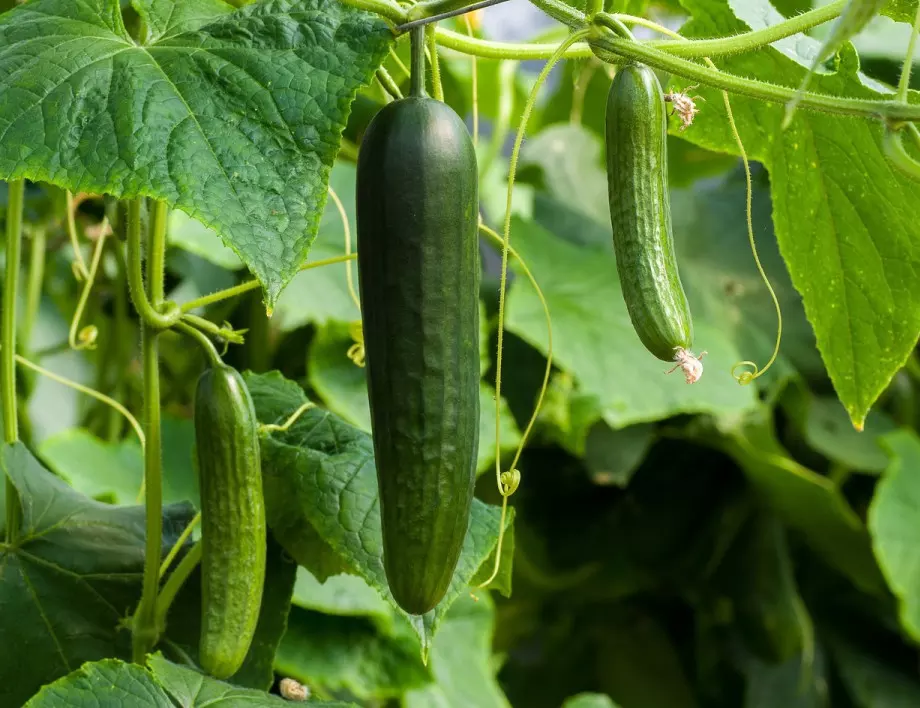 Най-честите грешки, които допускаме при поливането на краставиците