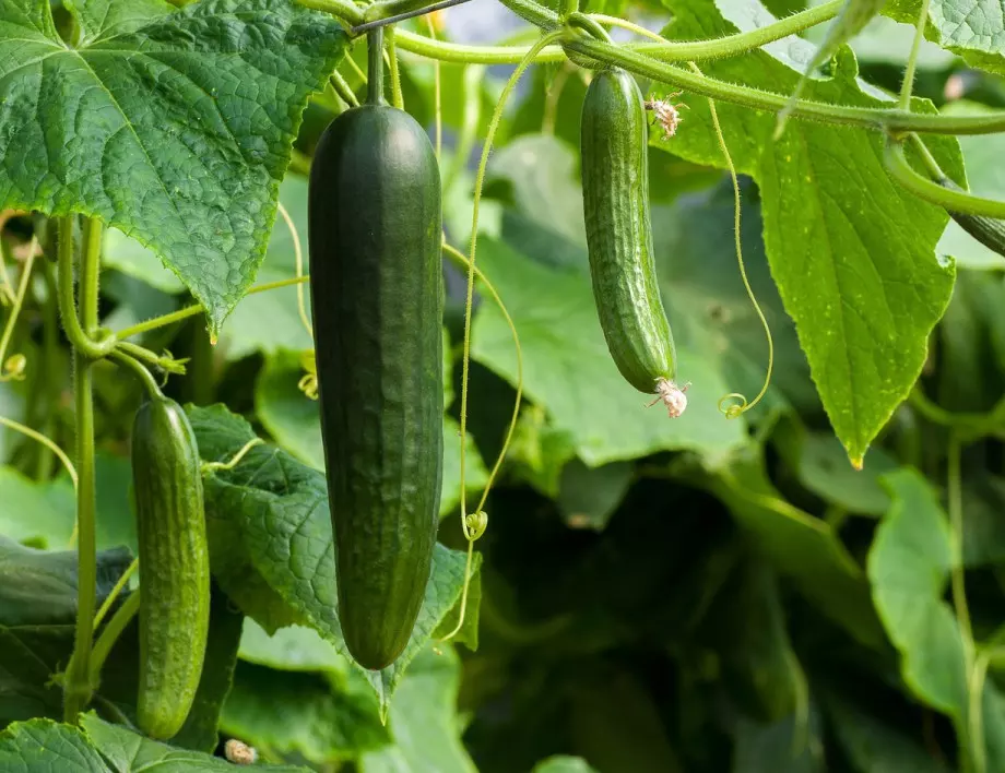Опитен фермер разкрива 10 тайни за богата реколта от краставици