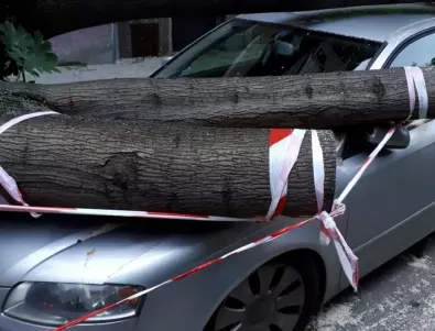 Паднало от бурята огромно дърво премаза автомобил в Харманли, младият шофьор оцеля по чуд