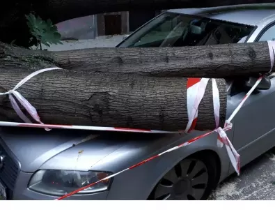 След проверка: Сигналът за падналото върху кола дърво е предаден на институциите