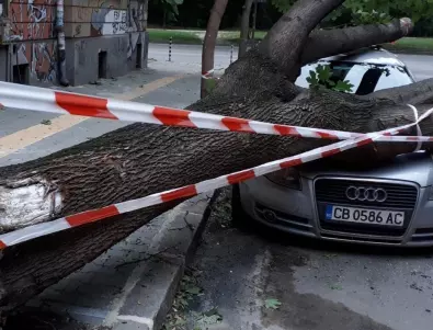 Отново паднало дърво в Пловдив, 10 автомобила са строшени