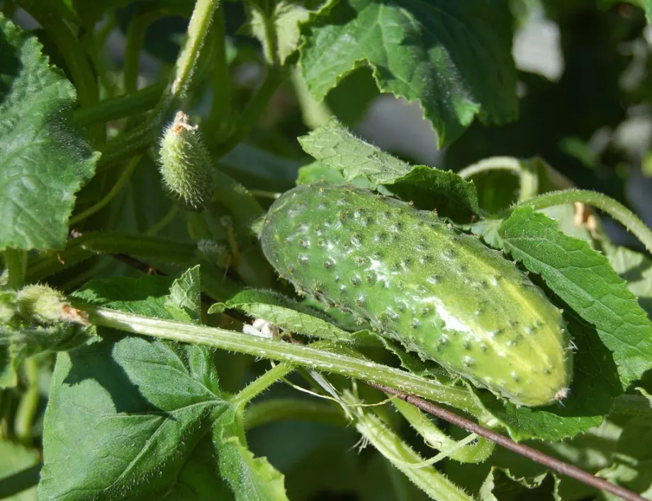 Ето какво да направите, ако краставиците не растат