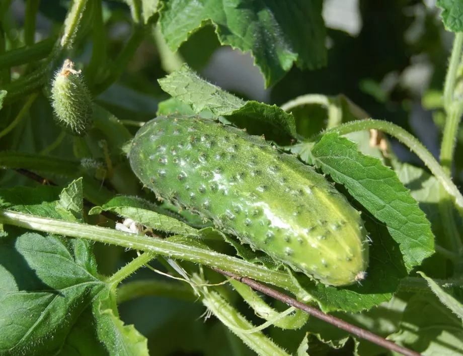 Правилно поливане на краставиците за добра реколта