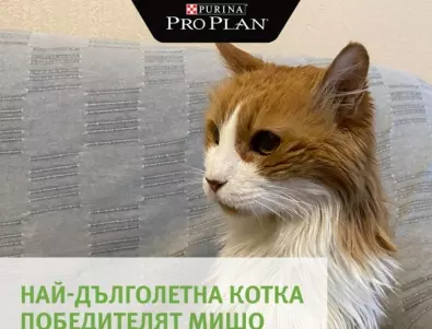 Котето Мишо е победител в конкурса за най-дълголетна котка в България