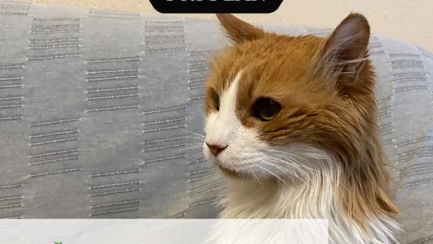 Котето Мишо е победител в конкурса за най-дълголетна котка в България