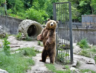 Плевенският зоопарк отваря врати от днес с безплатен вход за децата