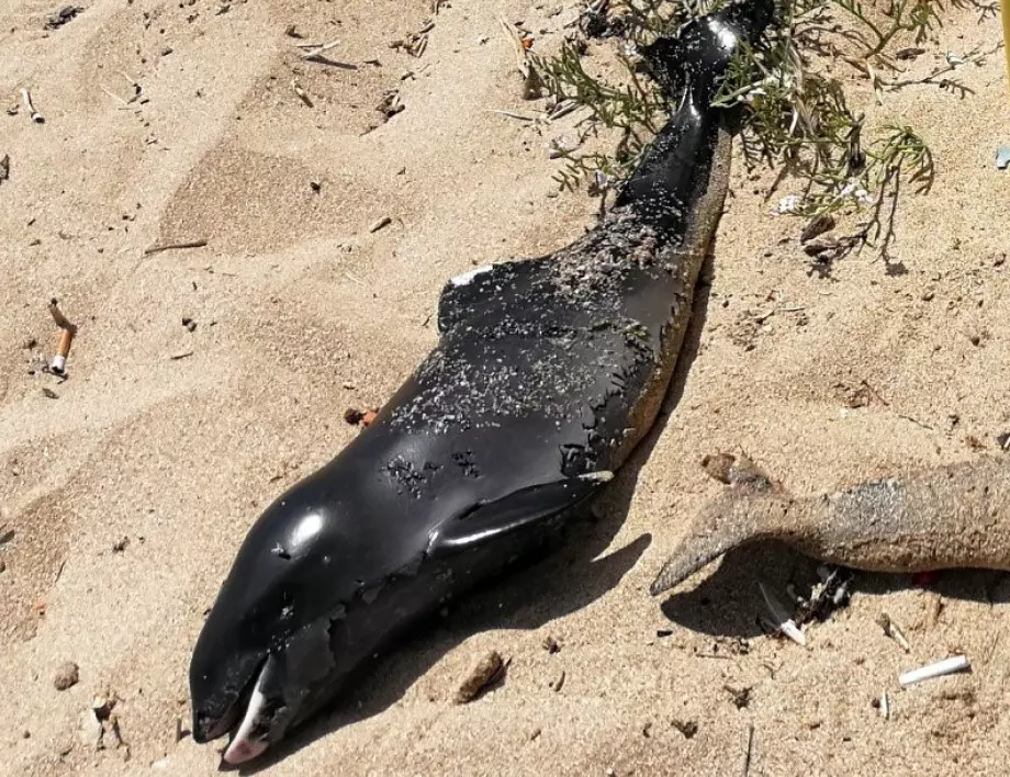 86 мъртви делфина край бреговете на Мозамбик